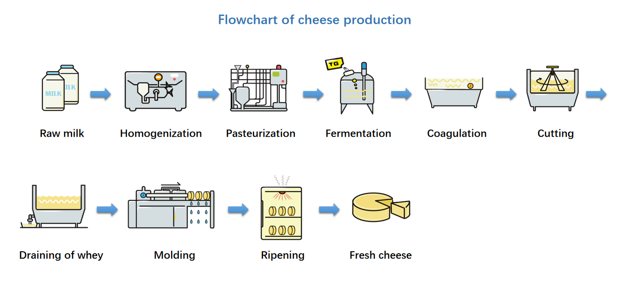 Methods of TG-DR Transglutaminase for Dairy Production